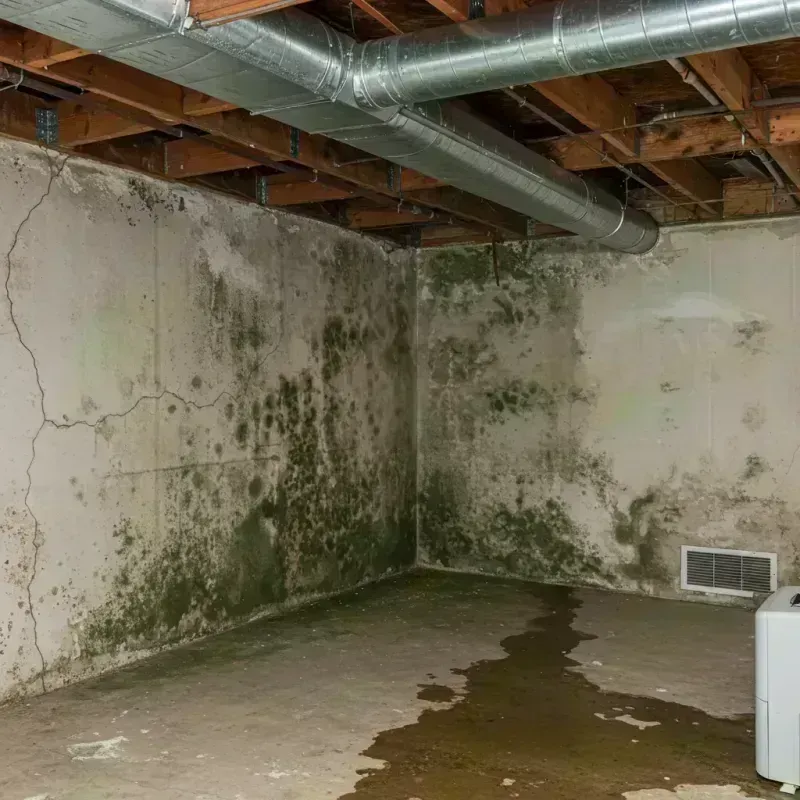 Professional Mold Removal in Addison, IL